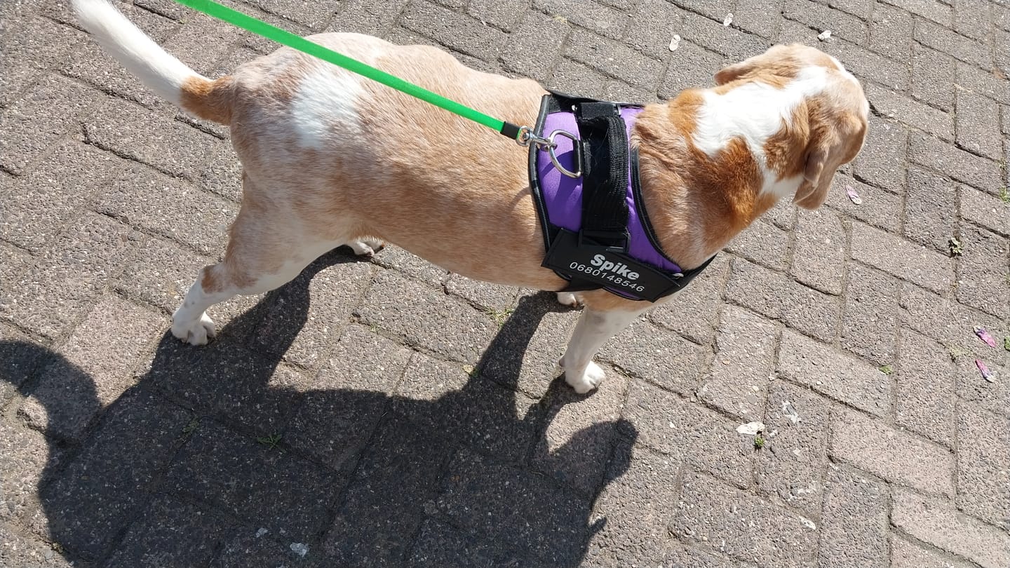 Customer photo review of PawGuard - Gepersonaliseerd Hondentuigje