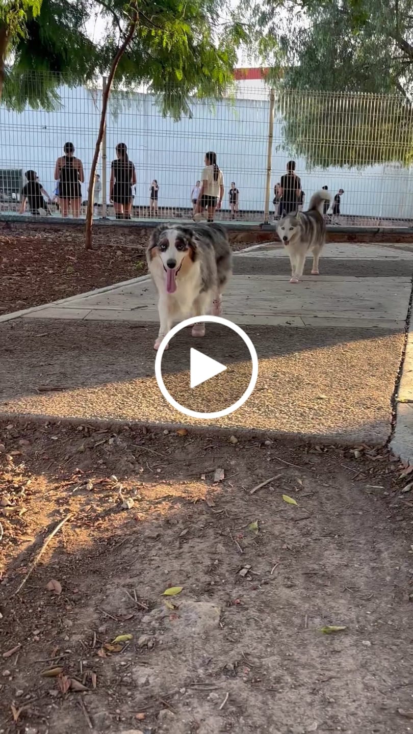 Customer video review of AIR PUP DOG SHOES - SET OF 4