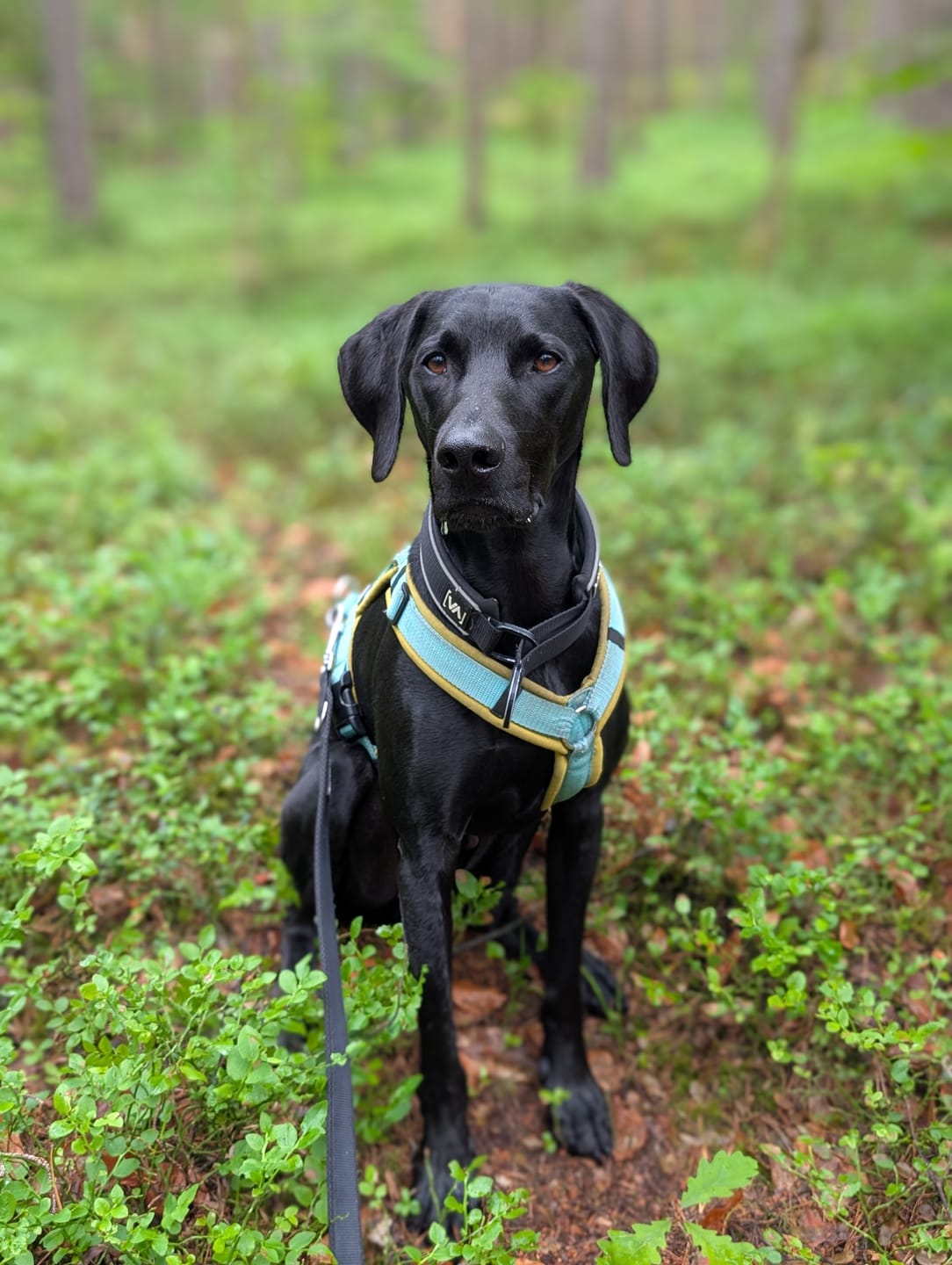 Customer photo review of Beruhigungspulver für Hunde