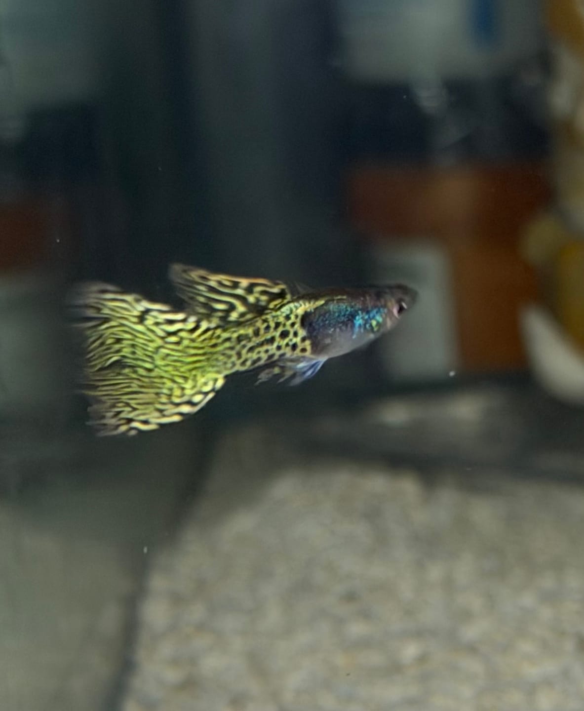 Customer photo review of Metal Yellow Lace Guppy Fish
