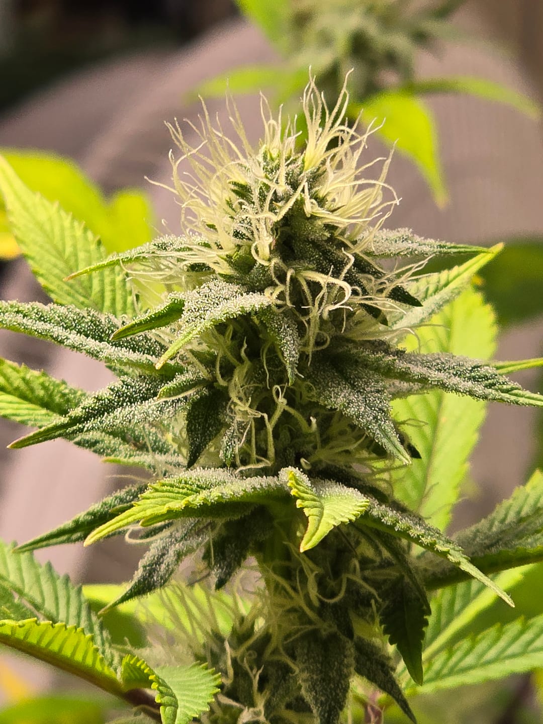 Customer photo review of Cereal Milk THCA Flower (Budget)
