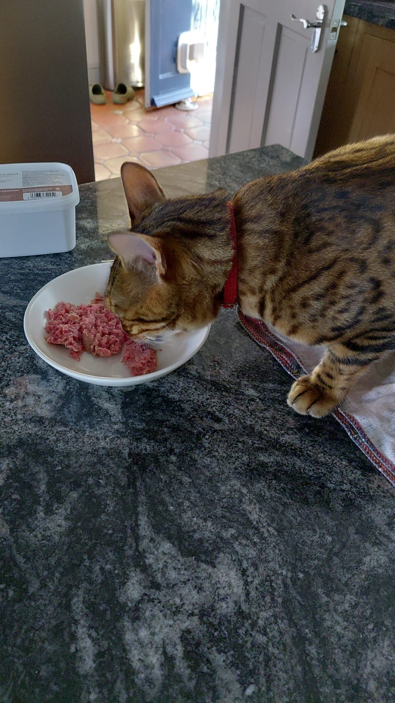 Customer photo review of Purrform Farmed Rabbit with Ground Bone 450g Tub