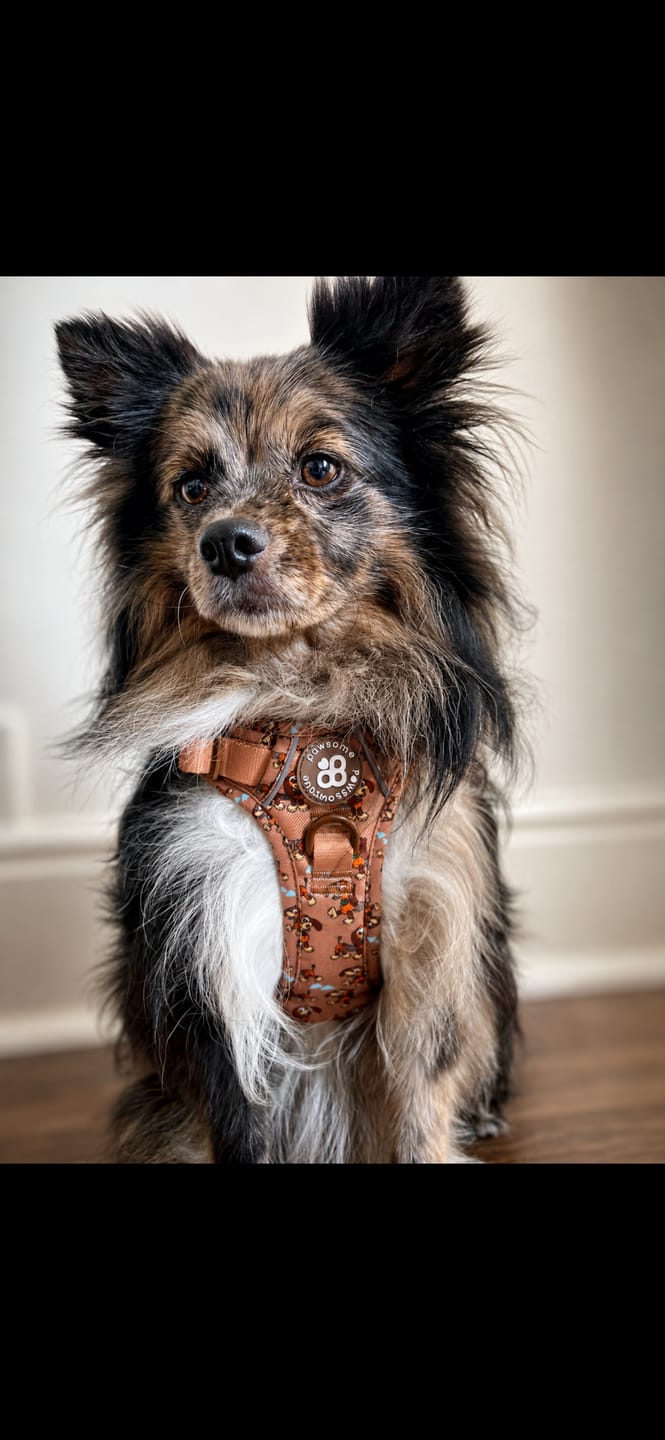 Customer photo review of Disney© Tough Trails™ Harness - Slinky