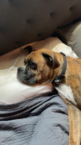 Customer photo review of Squom Align™ Pillow