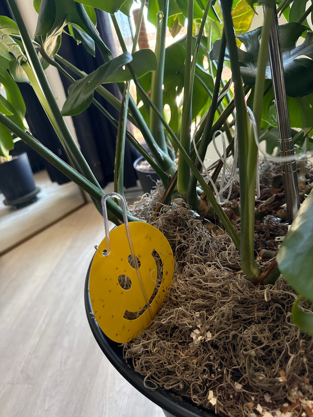 Customer photo review of Killer Smiles
