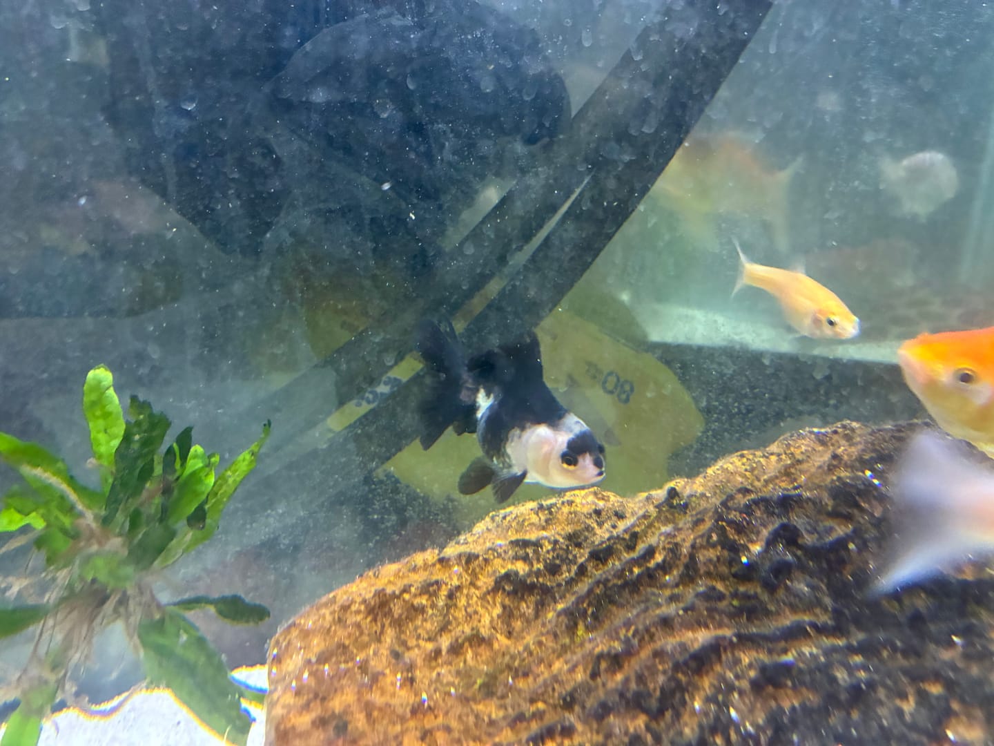 Customer photo review of Live Premium Fancy Goldfish Thai Oranda 2"-4" Body Panda (Our Choice)
