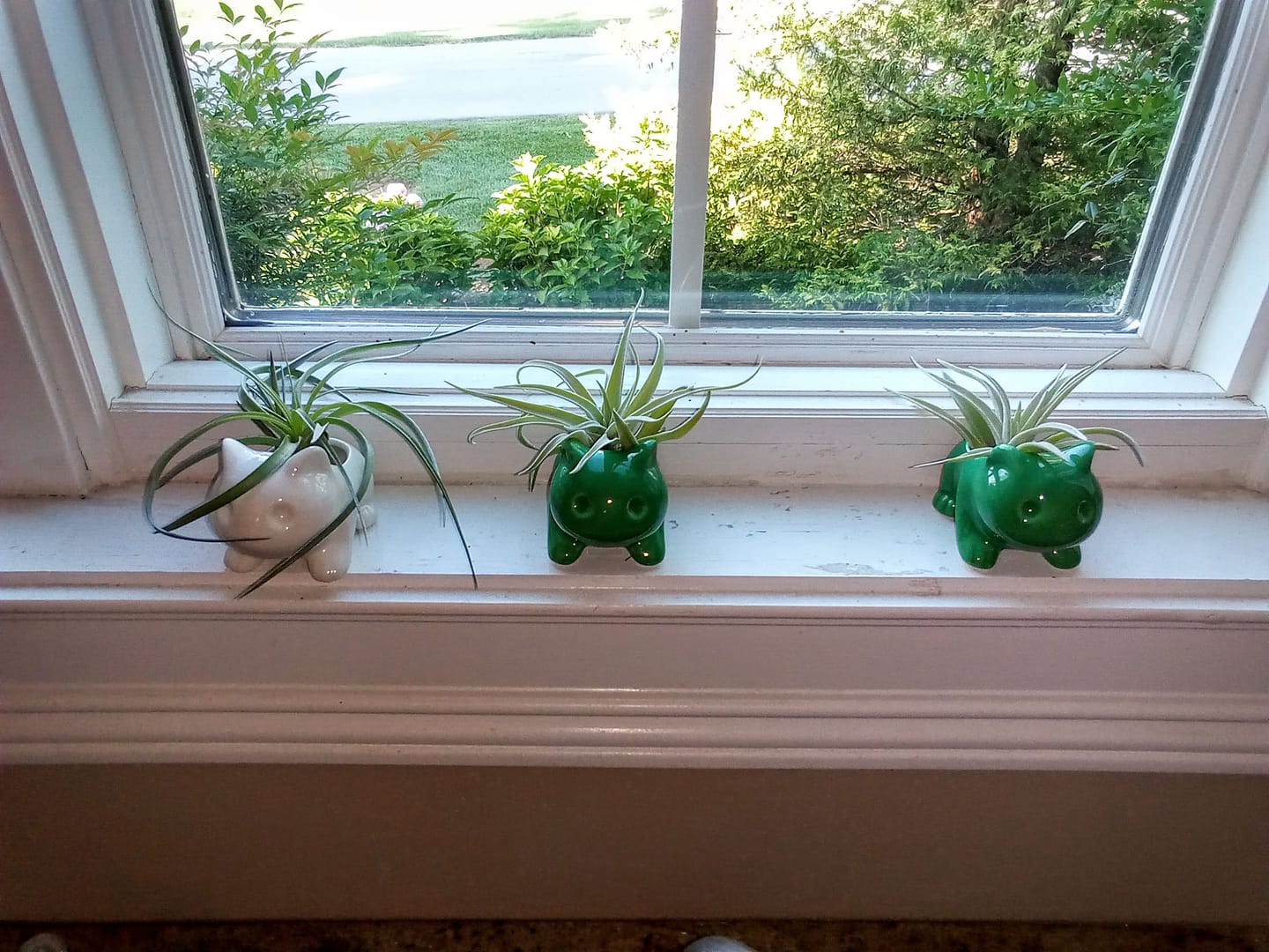 Customer photo review of Bulb Dinosaur / Cat Planter  (Includes Drainage Hole For Non Air Plants)