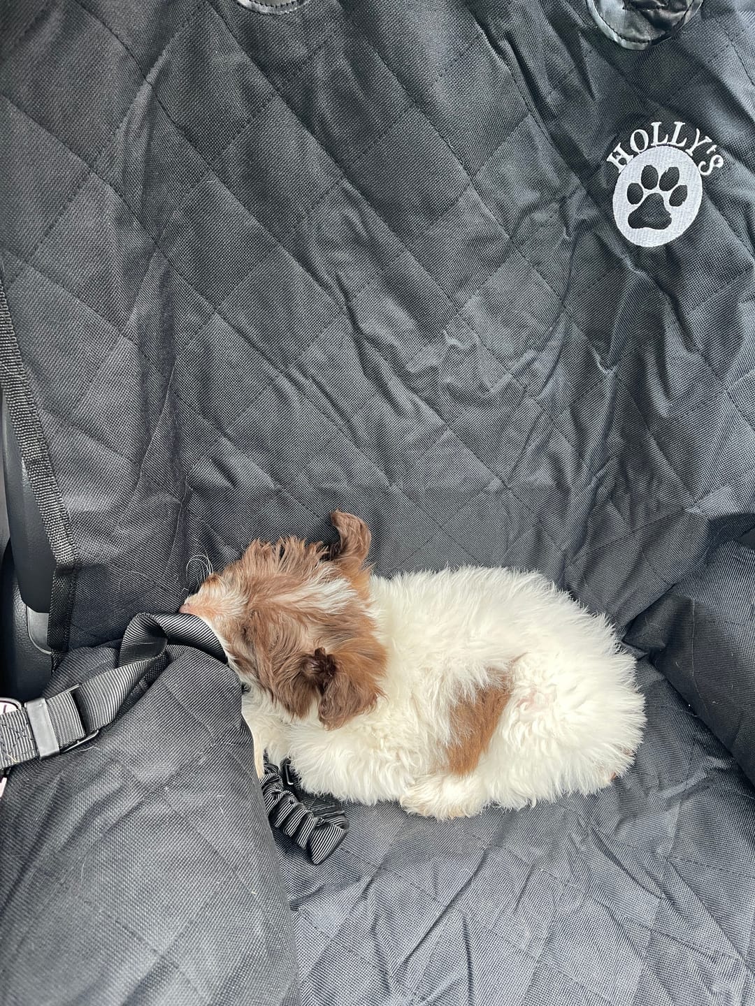 Customer photo review of Car Seat Cover