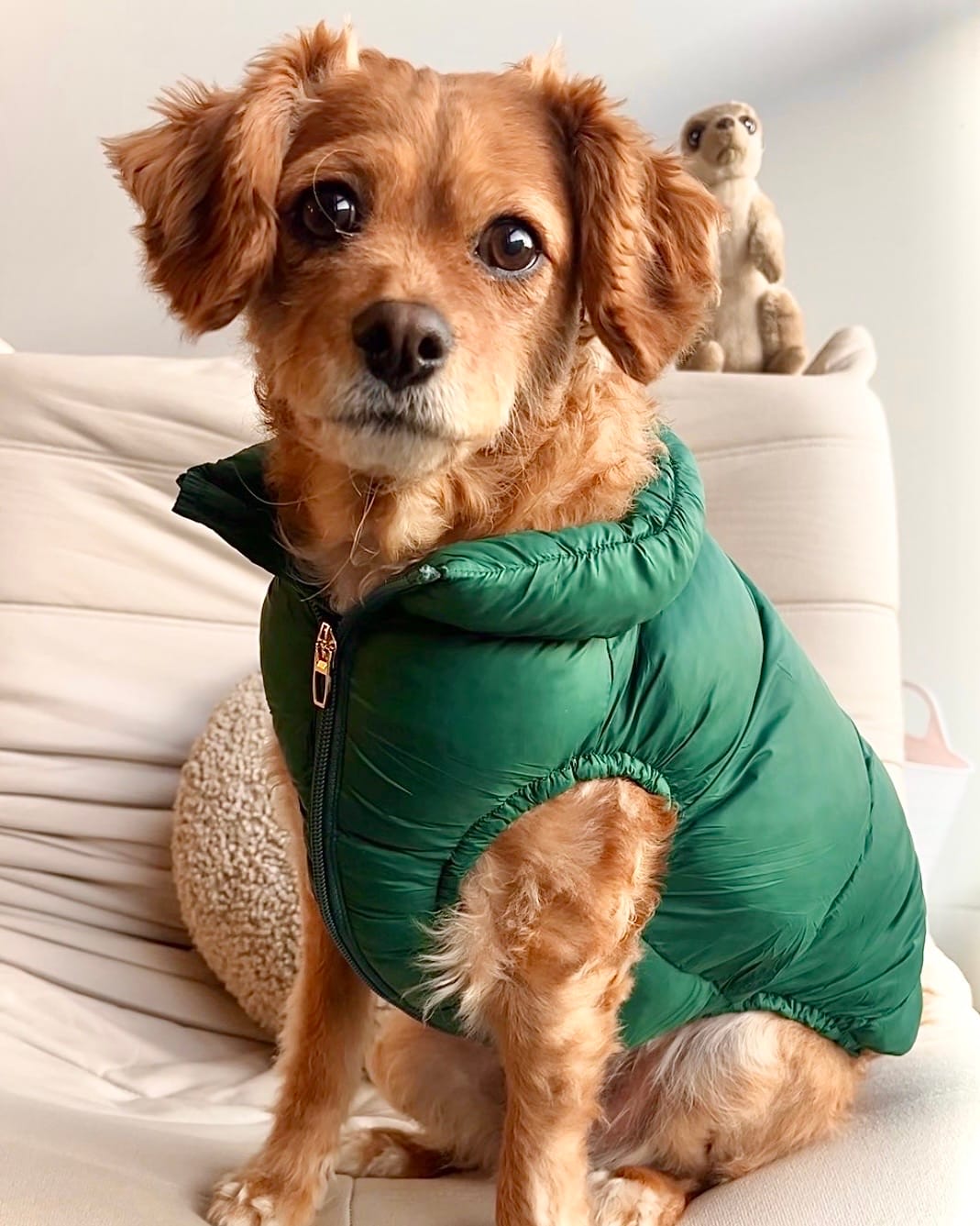 Customer photo review of Pupper Jacket