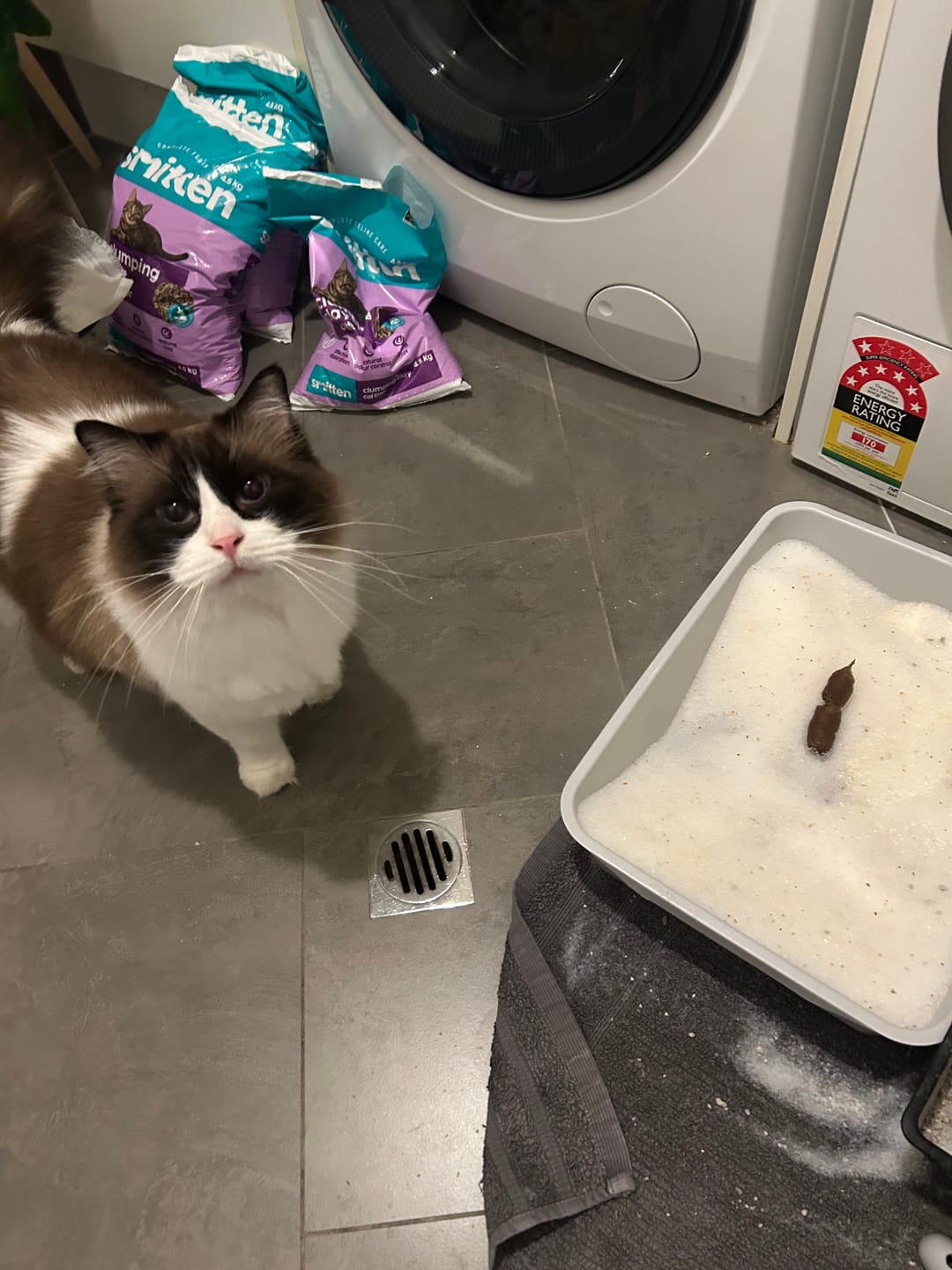 Customer photo review of Fit Litter