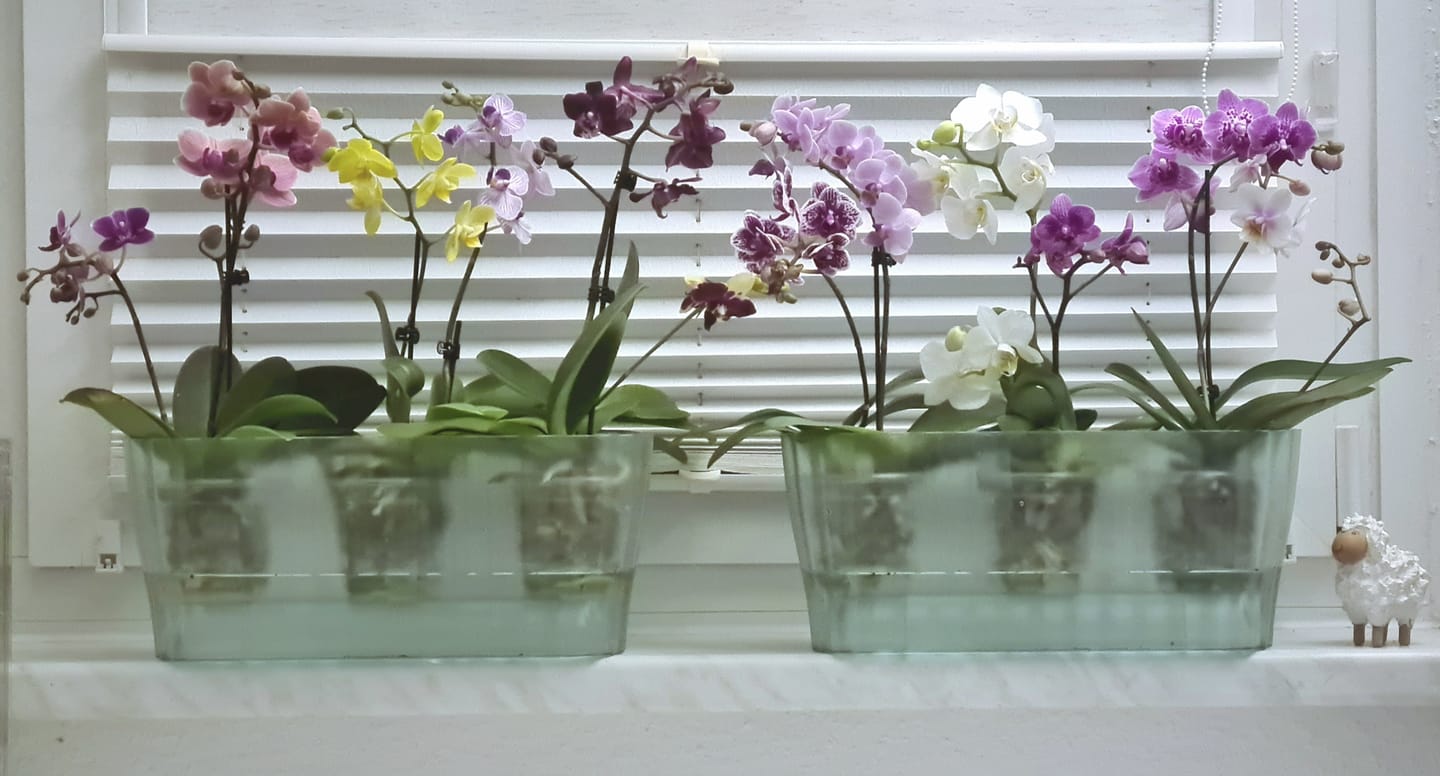 Customer photo review of Table Dance Farbmix im 6er Set mit 1 Rispe