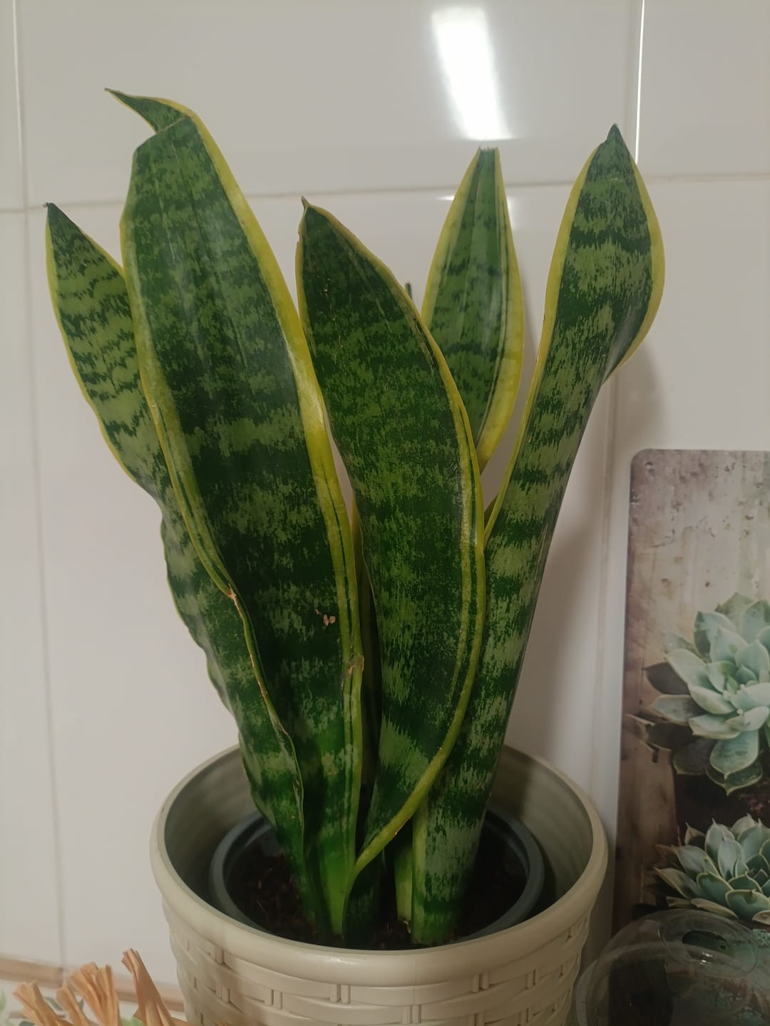 Customer photo review of Sansevieria laurentii, "Espada de São Jorge"