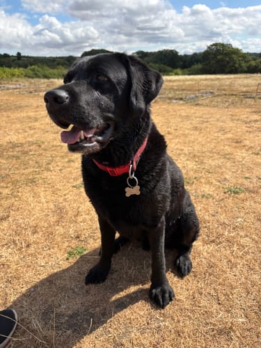 Customer photo review of Symply Fresh Chicken Large Breed Adult Dry Dog Food
