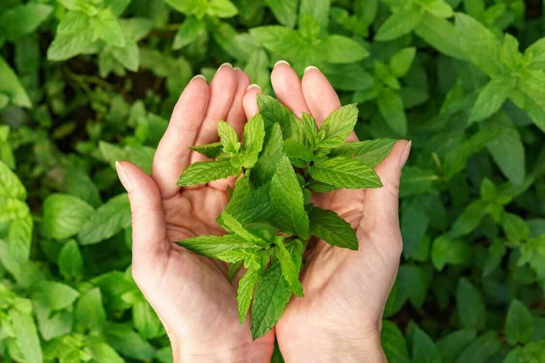 Customer photo review of Hekvir 90 Kapsül 750mg - Timokinon İçeren Takviye Edici Gıda