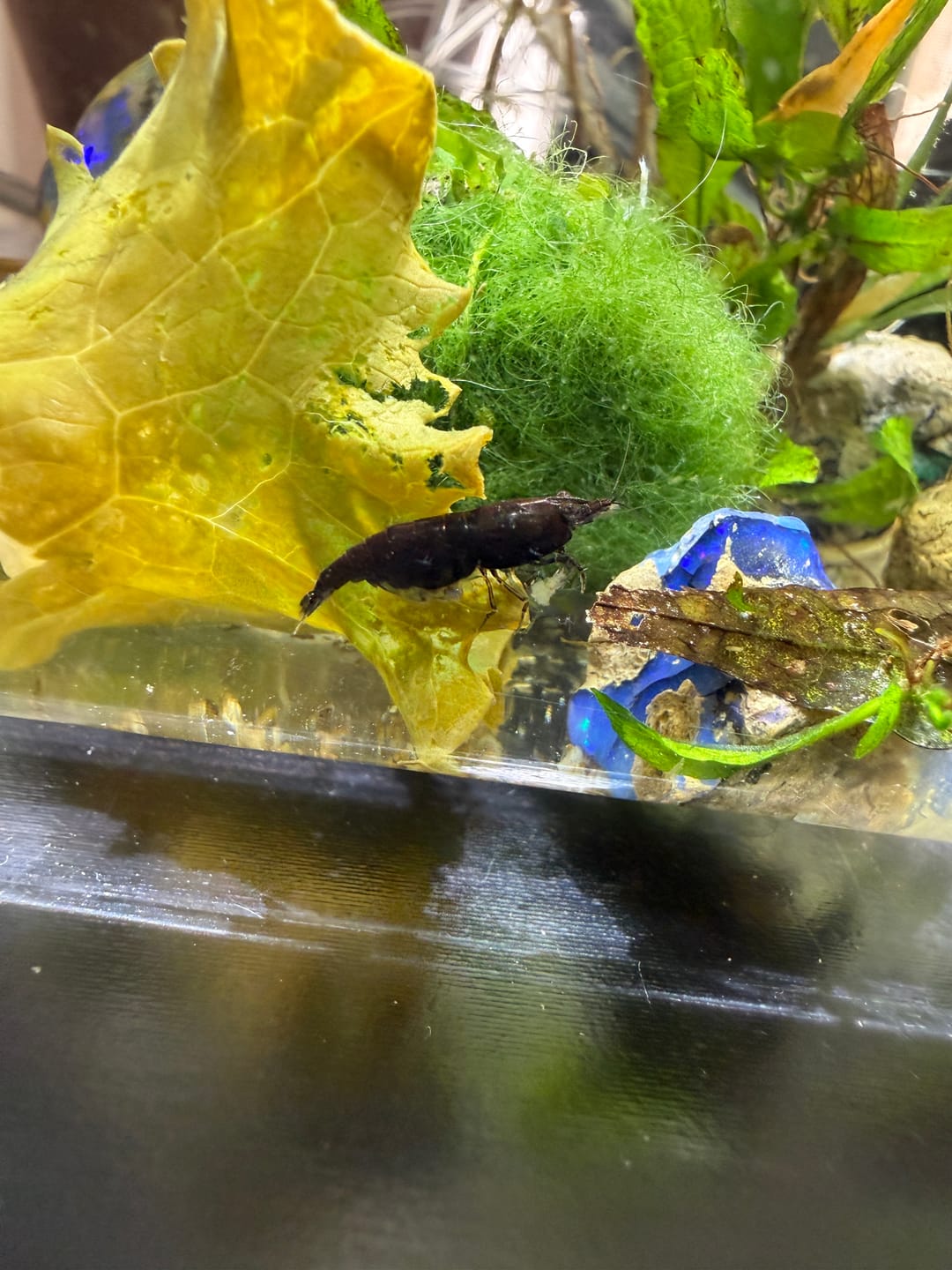 Customer photo review of Chocolate Shrimp