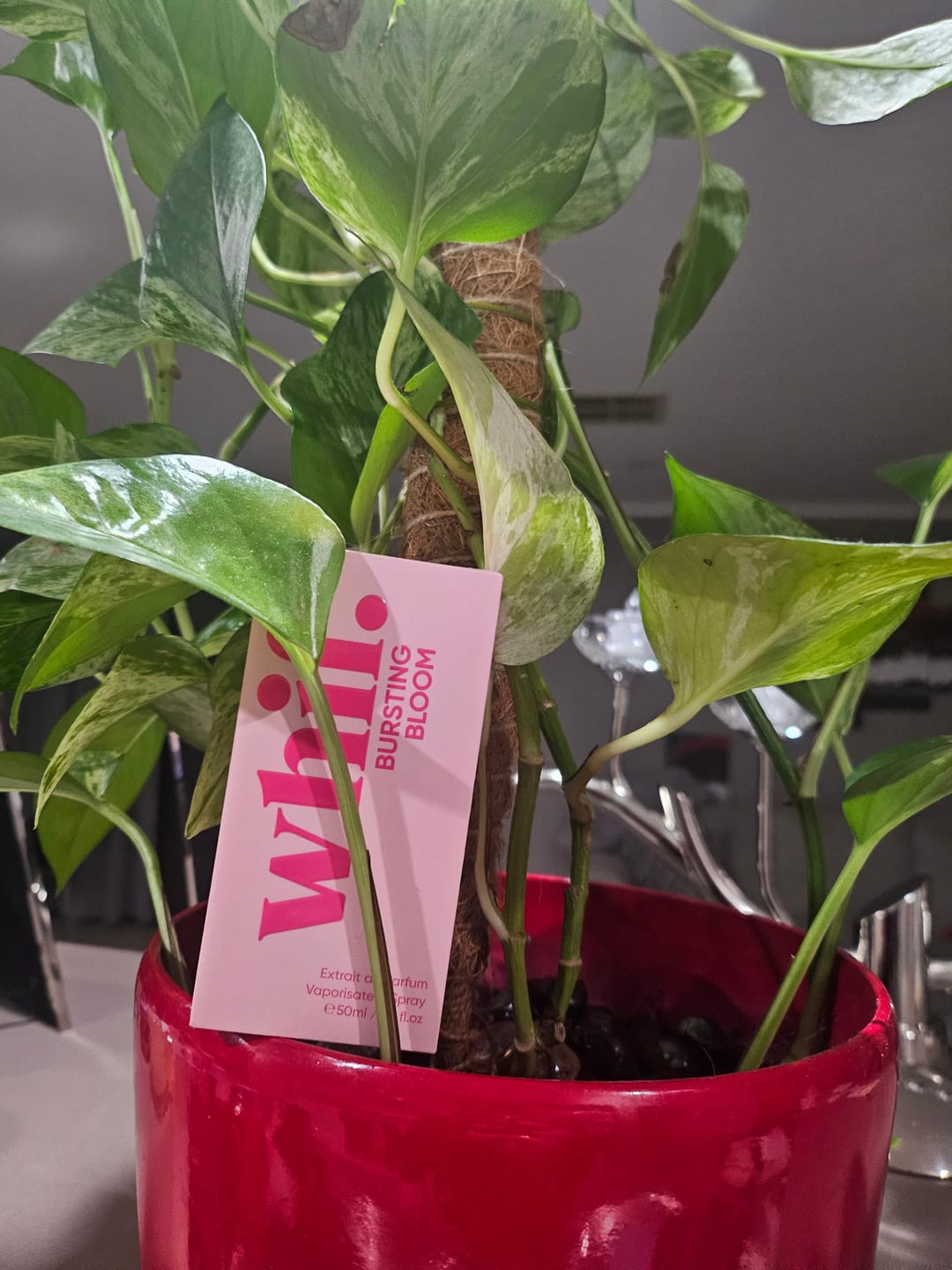 Customer photo review of Bursting Bloom