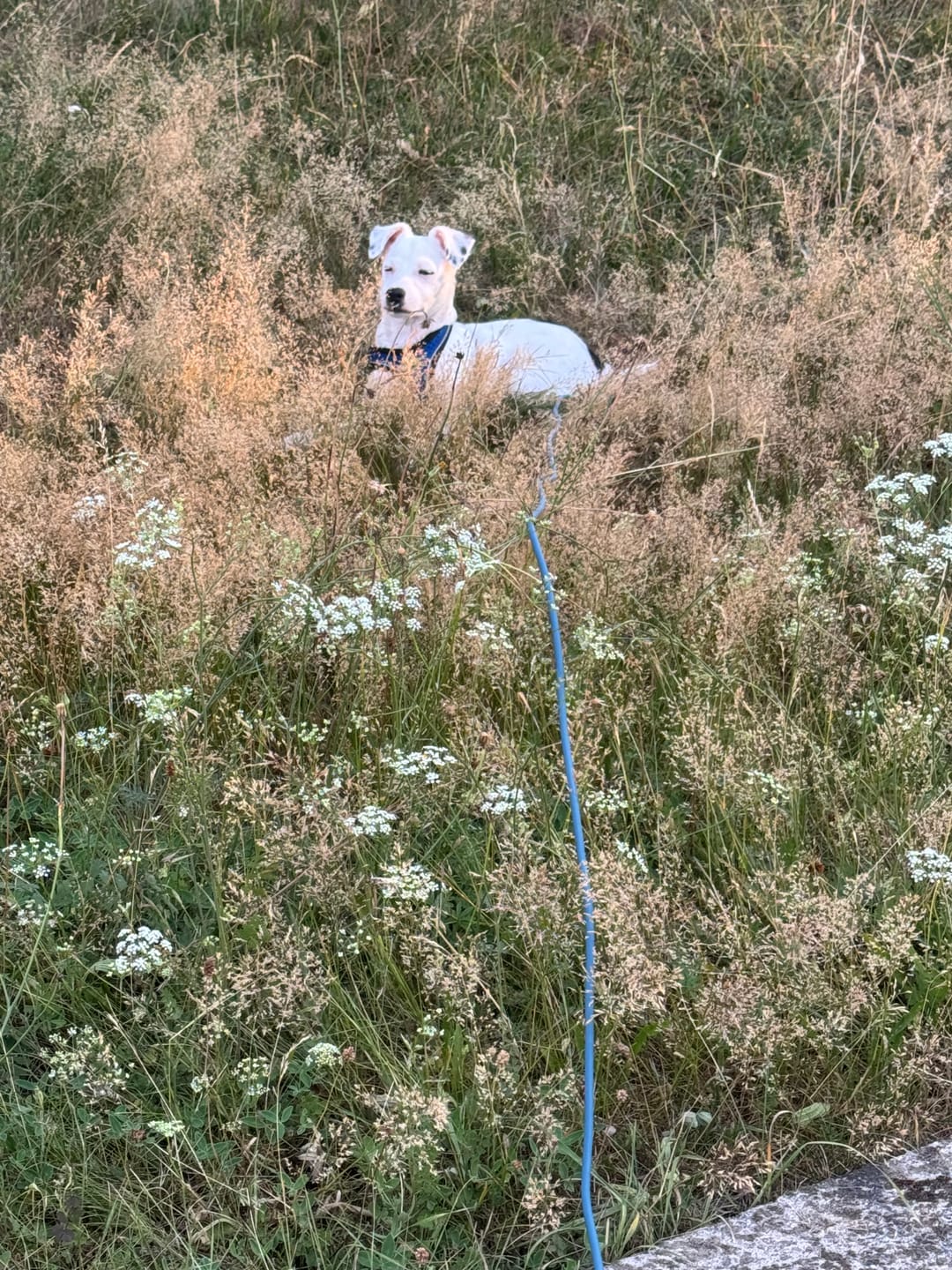 Customer photo review of DNA Test Rassebestimmung Pro Hund