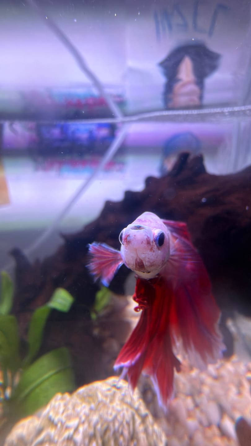 Customer photo review of Purple Halfmoon Male Betta Fish | Grower's Pick