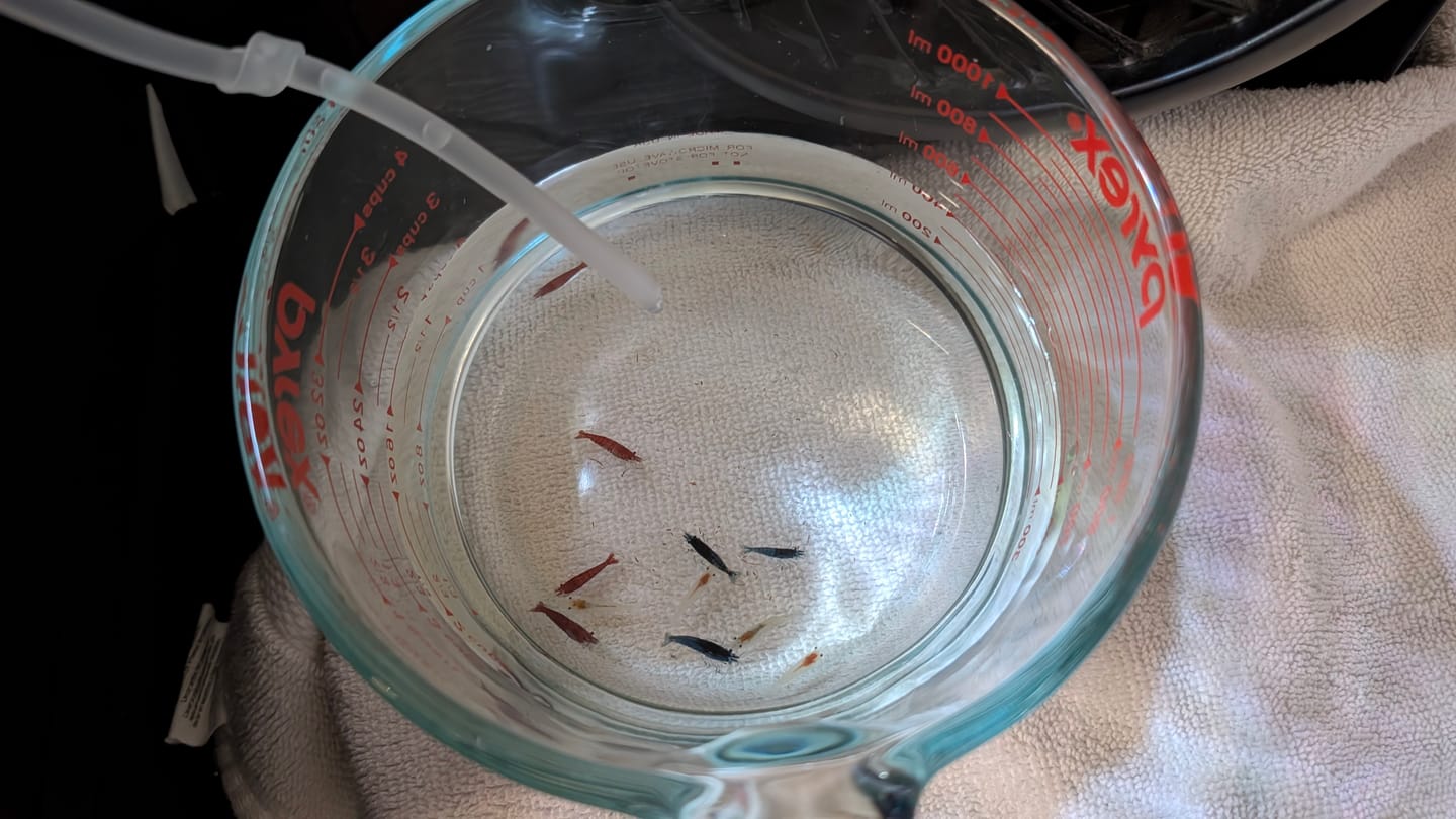 Customer photo review of Fourth Of July Shrimp Pack