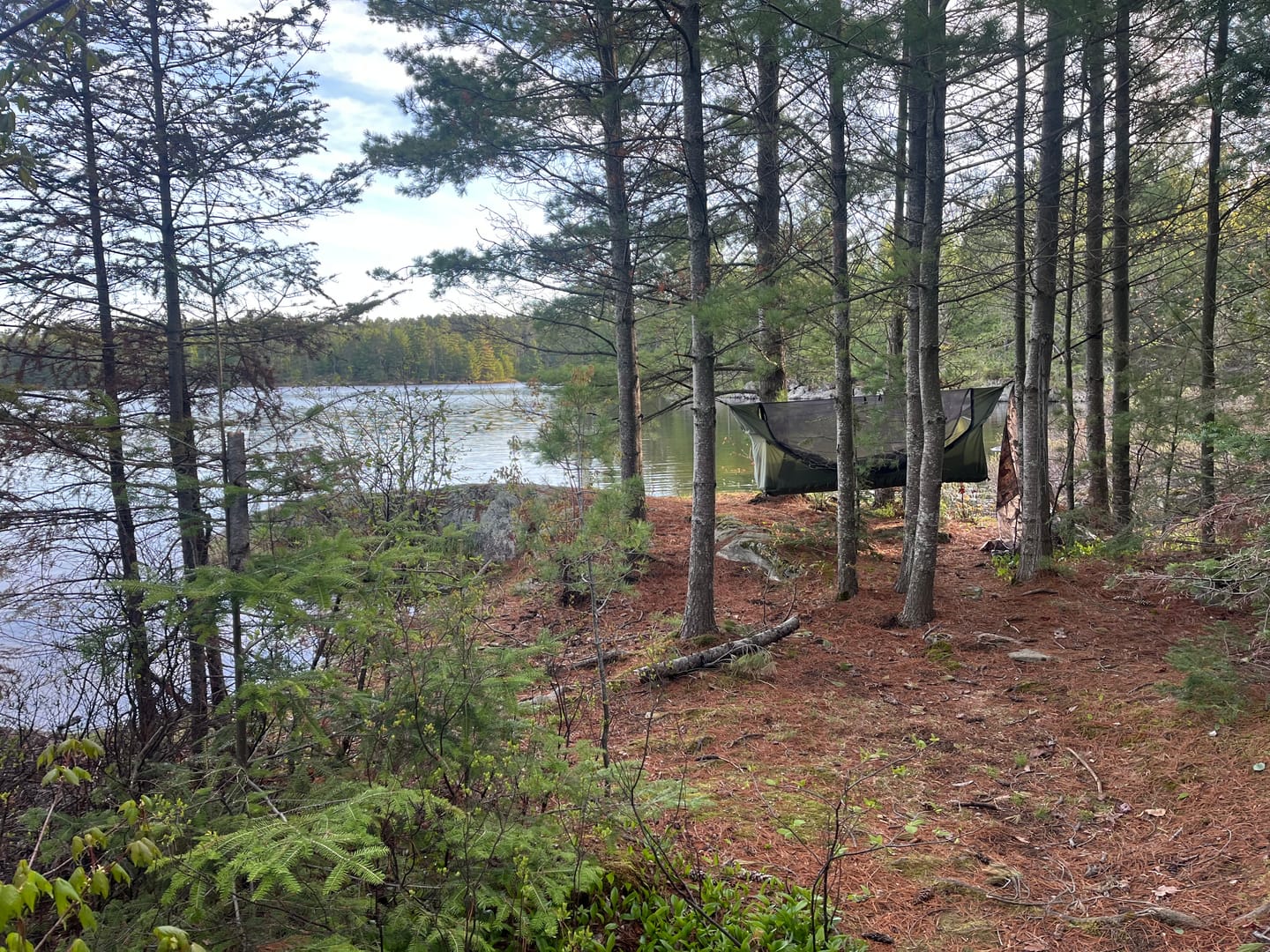 Customer photo review of Haven Safari Pad
