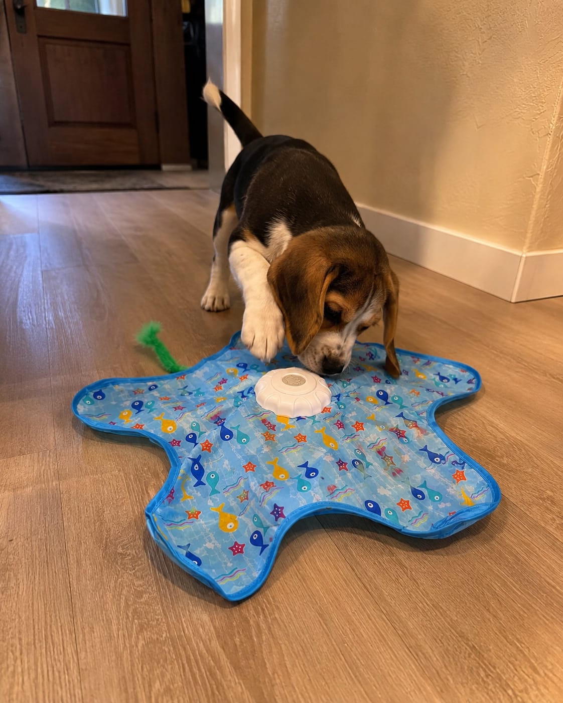 Customer photo review of Pawzzle™ Interactive Dog Toy