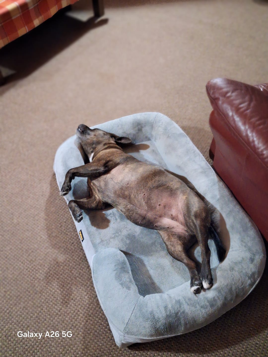 Customer photo review of Memory Foam Pet Sofa Bed