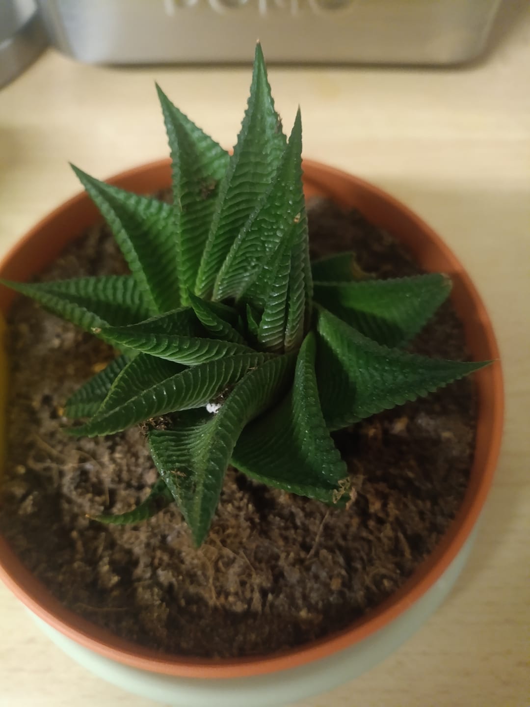 Customer photo review of Haworthia limifolia (Fairy Washboard)