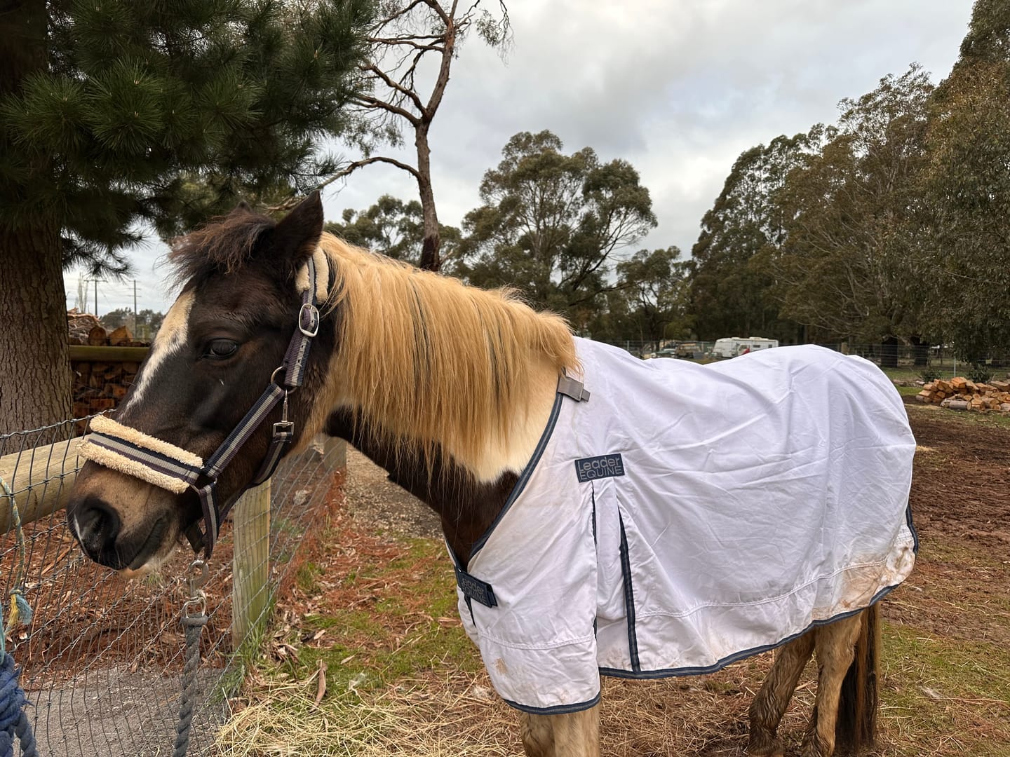 Customer photo review of LE Boxter Cotton Vest Liner