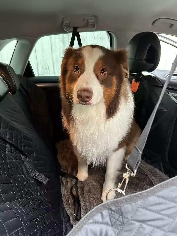 Customer photo review of Happy Hound - Back Seat Dog Cover 50% OFF NOW 🔥