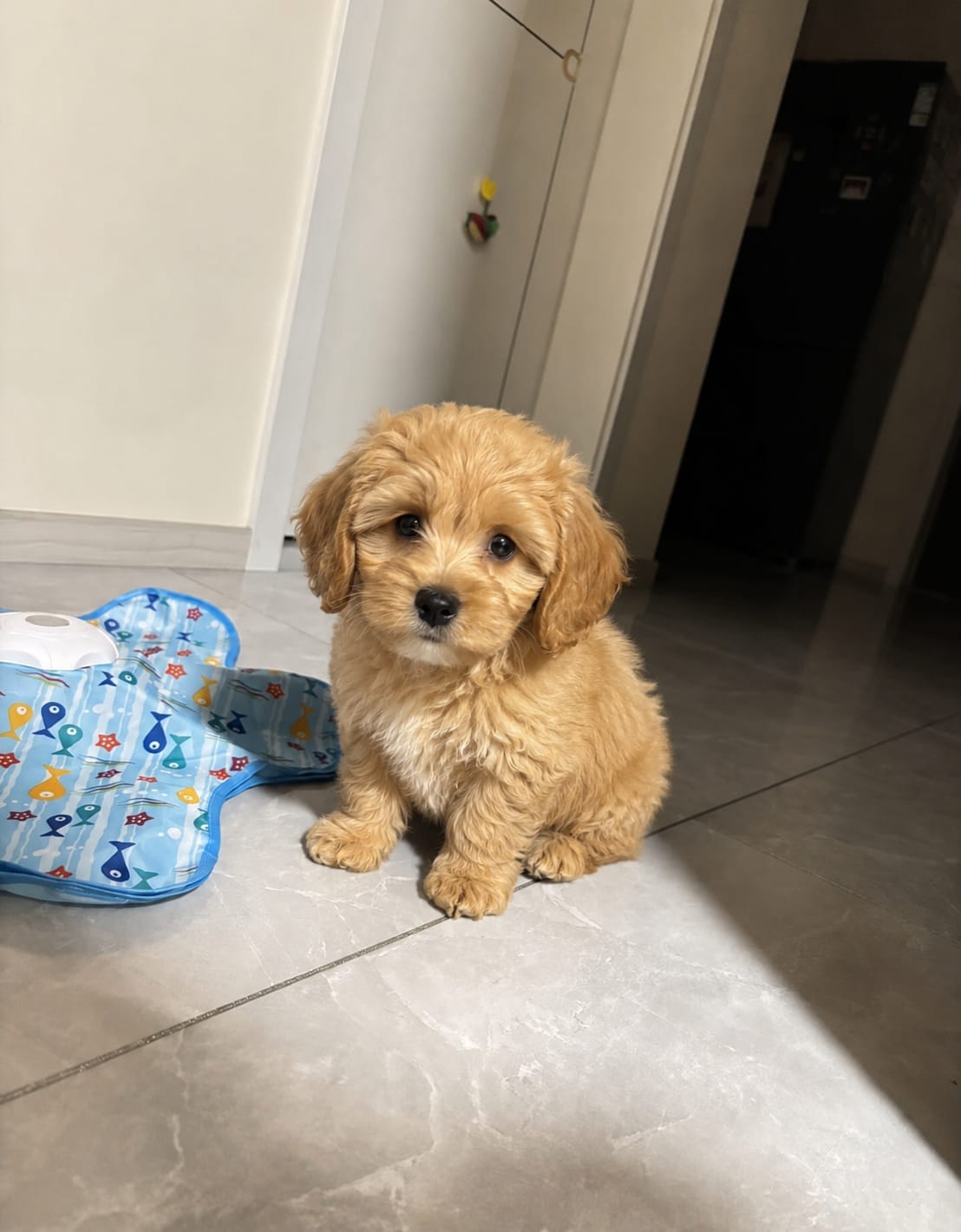 Customer photo review of Pawzzle™ Interactive Dog Toy