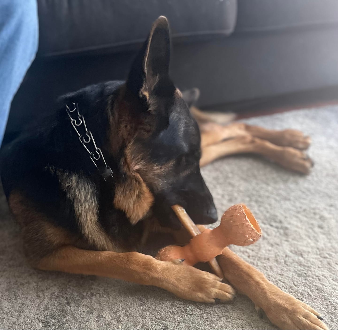 Customer photo review of 12 Inch Jumbo Bully Sticks