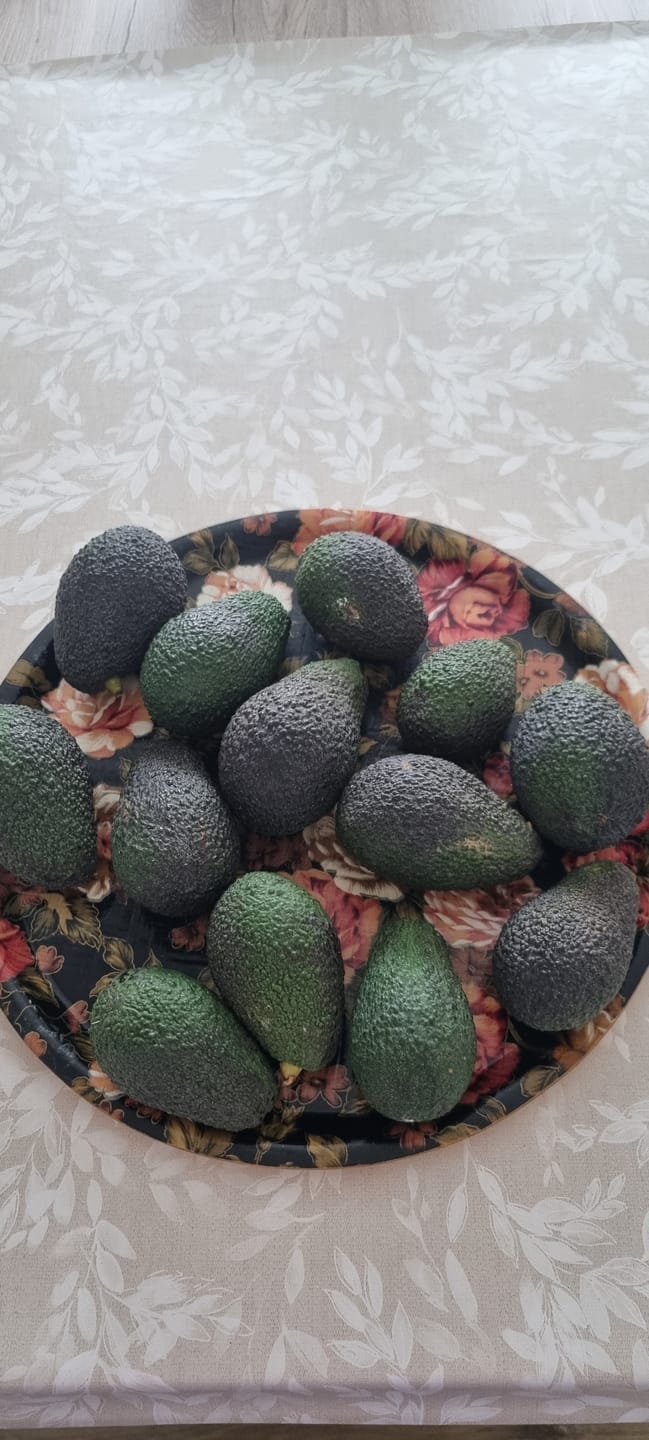 Customer photo review of Avocado Hass 15 Monate baumgereift von Julian