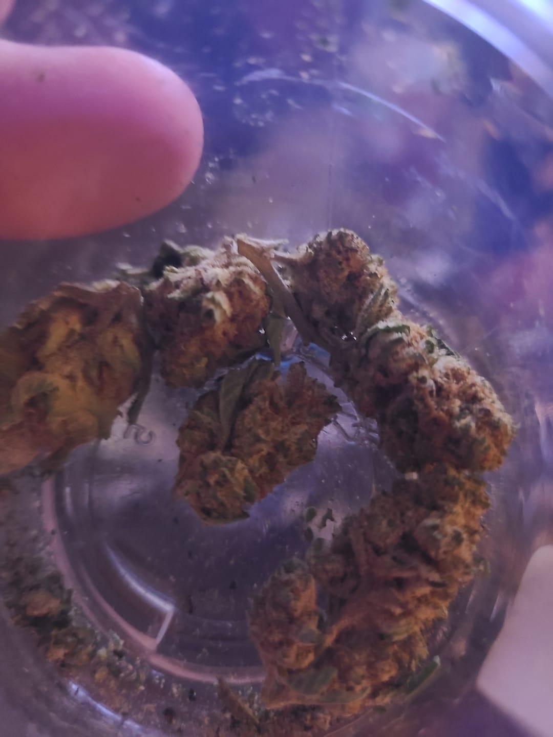 Customer photo review of Animal Mintz Indoor THCA Mediums