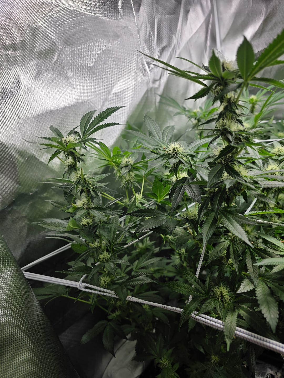 Customer photo review of Hanfstecklinge | Blackberry Moonrock