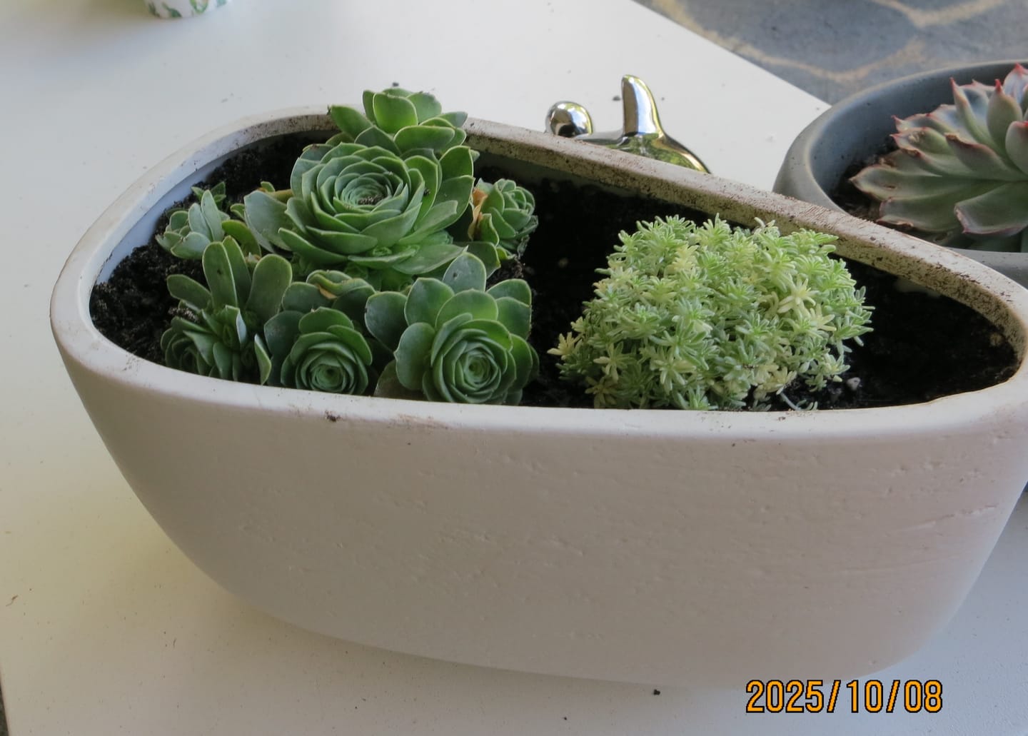 Customer photo review of Aeonium aureum (Greenovia Aurea)