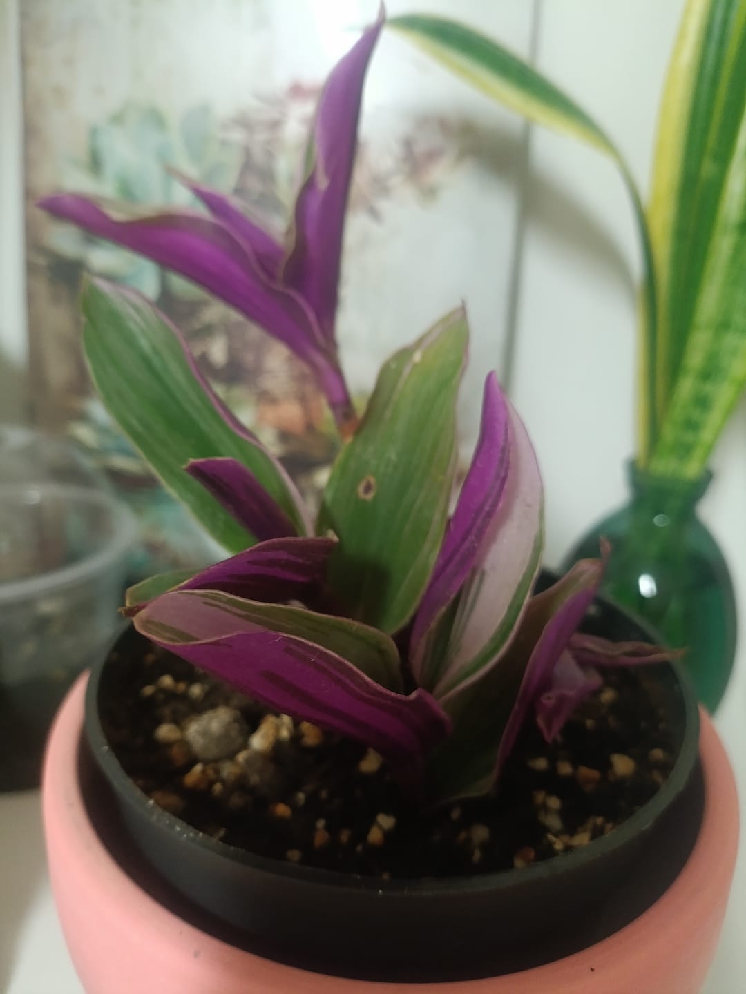 Customer photo review of Tradescantia Nanouk