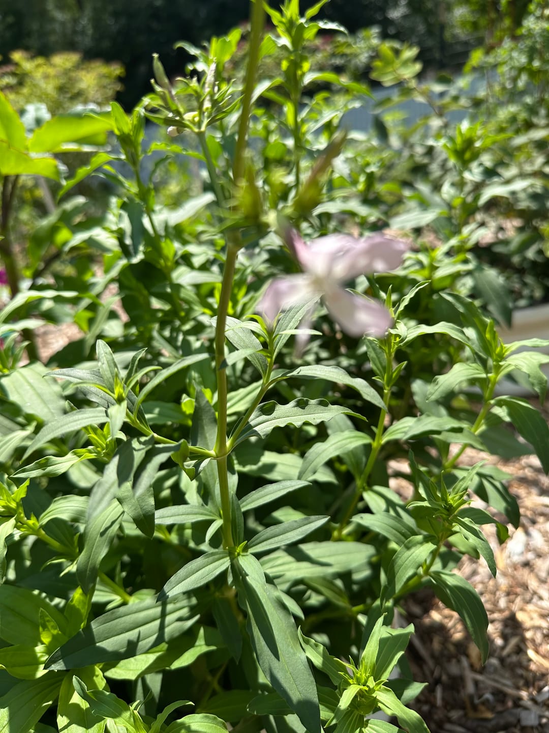 Customer photo review of Plant Juice