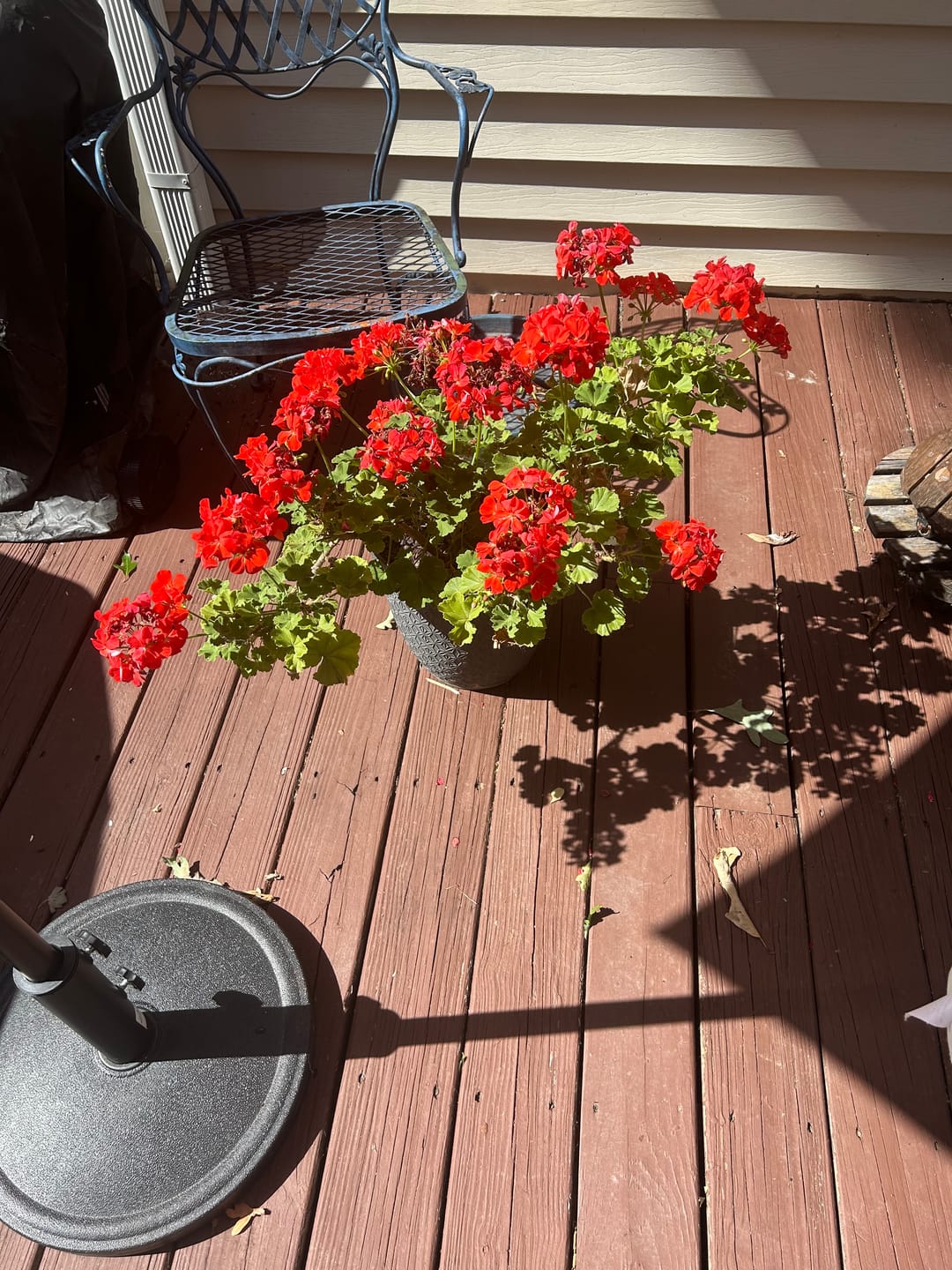 Customer photo review of Plant Juice