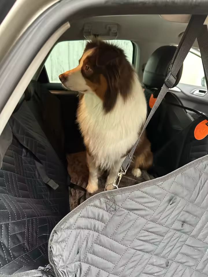 Customer photo review of Happy Hound - Back Seat Dog Cover 50% OFF NOW 🔥