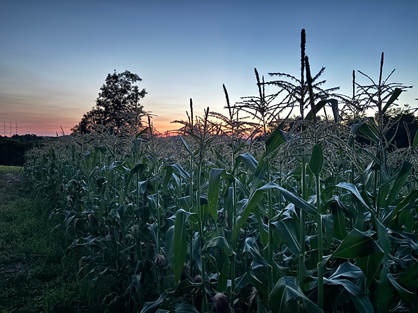 Customer photo review of *Revision Attribute II Sweet Corn (Roundup Ready)
