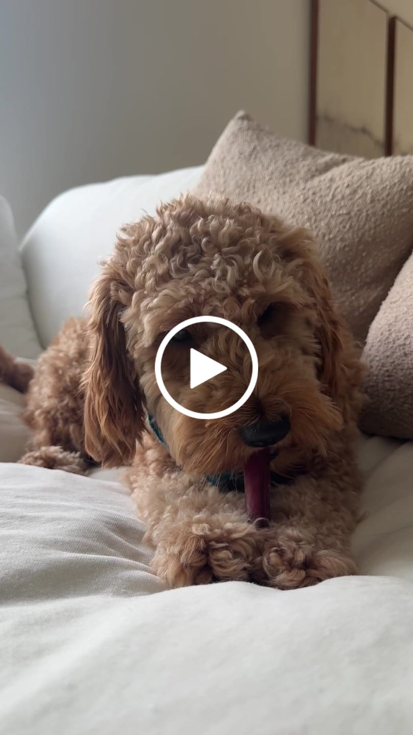 Customer video review of 6 Inch Standard Bully Stick
