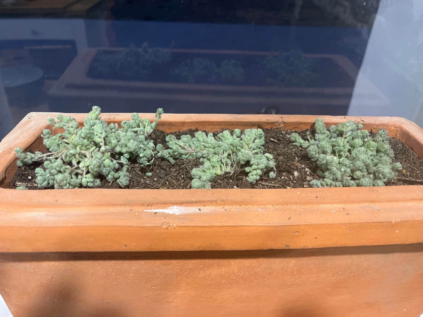 Customer photo review of Variegated String of Pearls - Senecio rowleyanus variegata