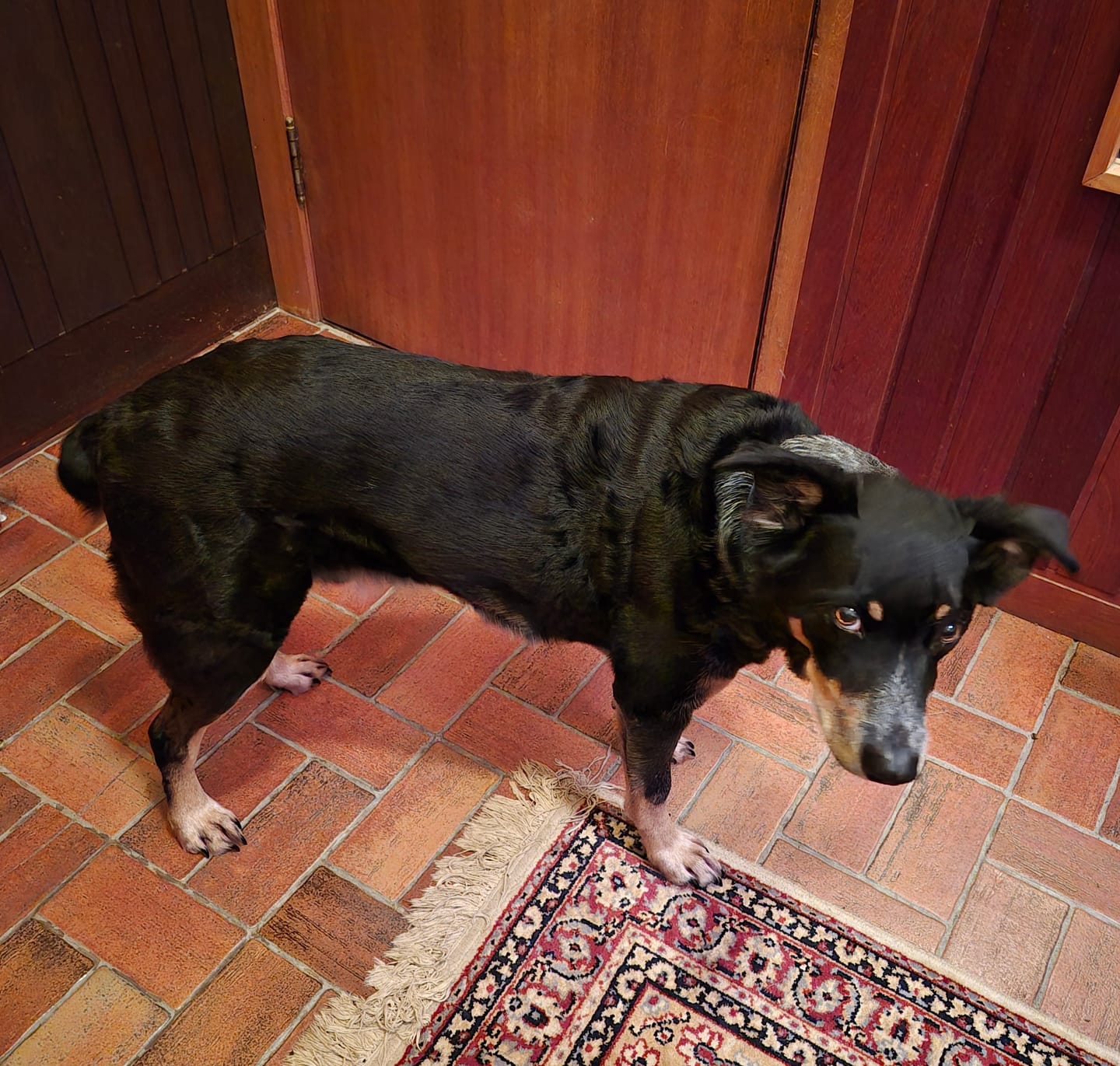 Customer photo review of Marine Vitality Mussel Powder For Dogs - 150g