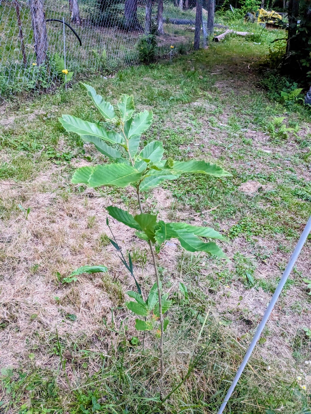 Customer photo review of Hybrid Chestnut