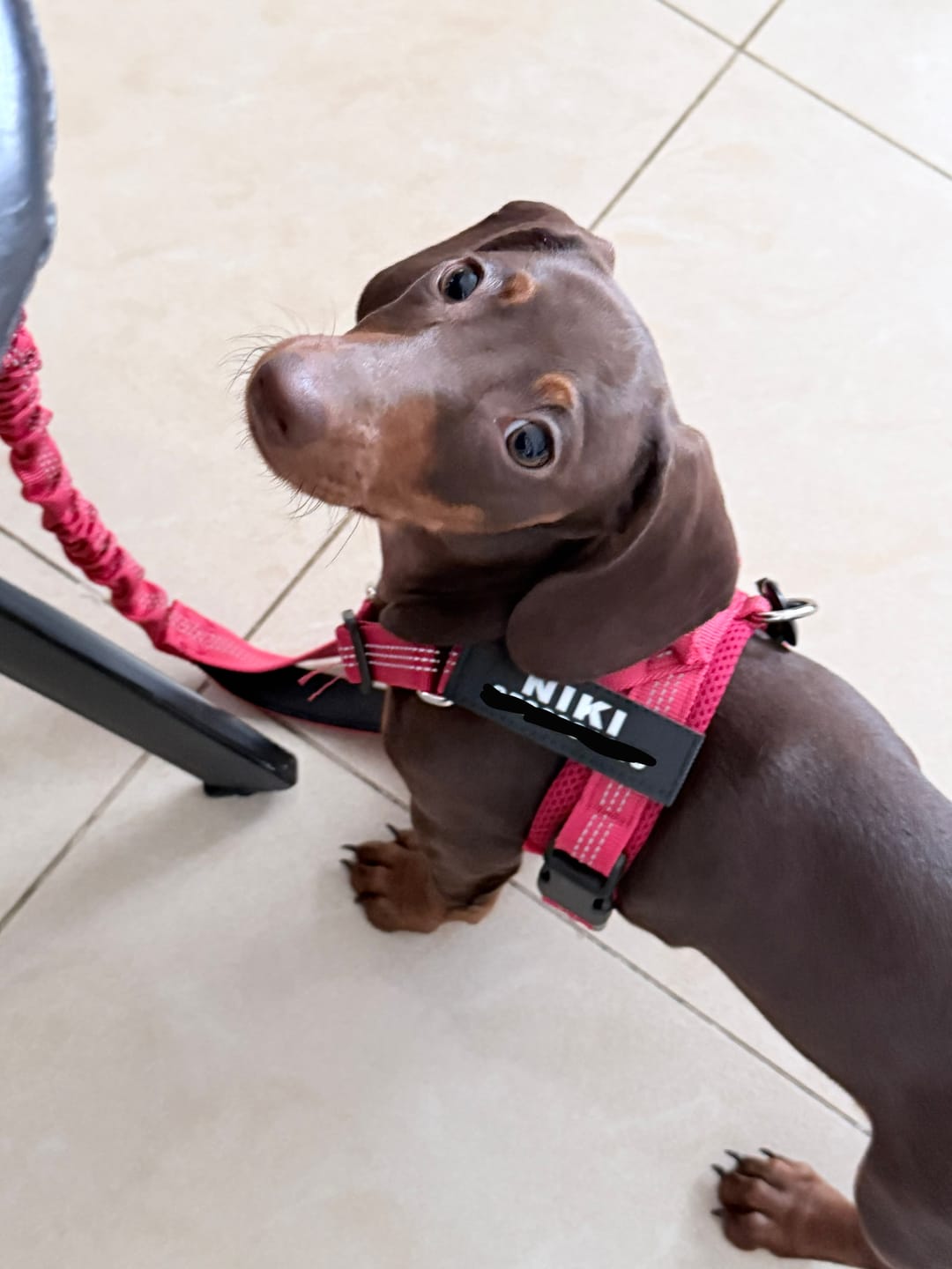 Customer photo review of SafeWalk® No-Pull 2.0 - רתמה נגד משיכות מותאמת אישית