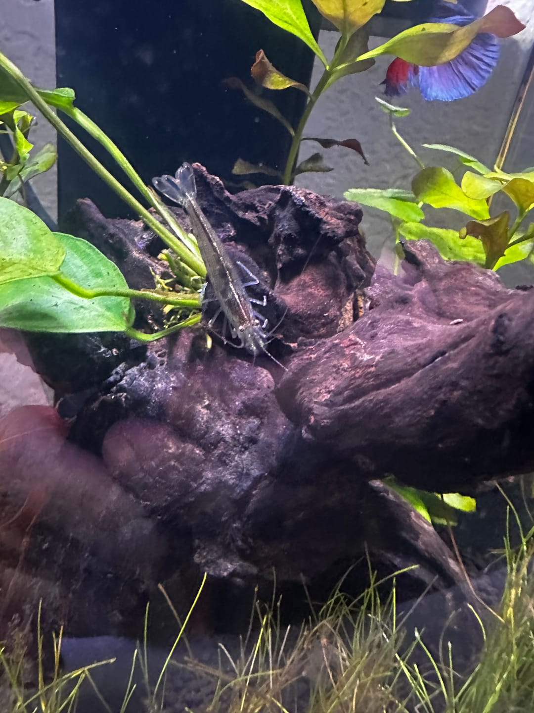 Customer photo review of Amano Shrimp