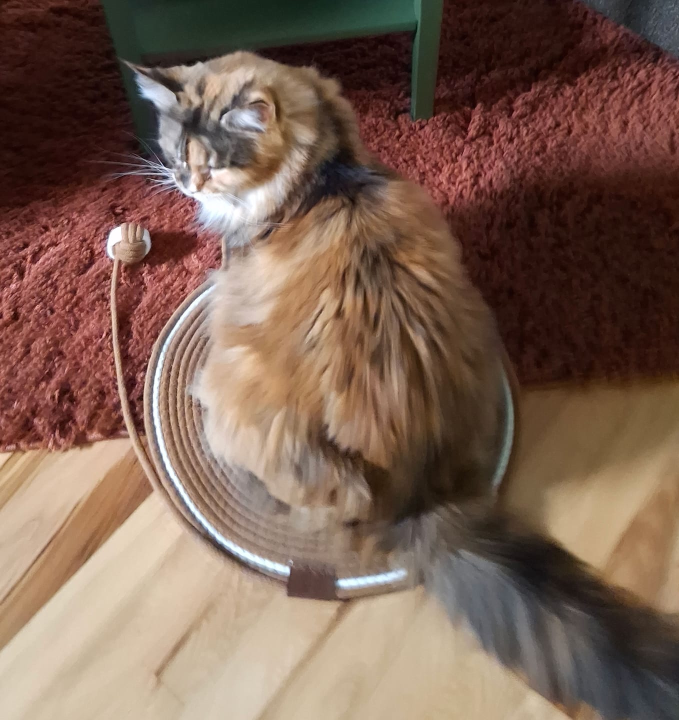 Customer photo review of Instinct Mat | The Scratching Mat Her Biology Actually Recognizes (NEW)