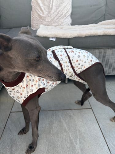 Customer photo review of Sighthound Surgery Recovery Suit / Coats