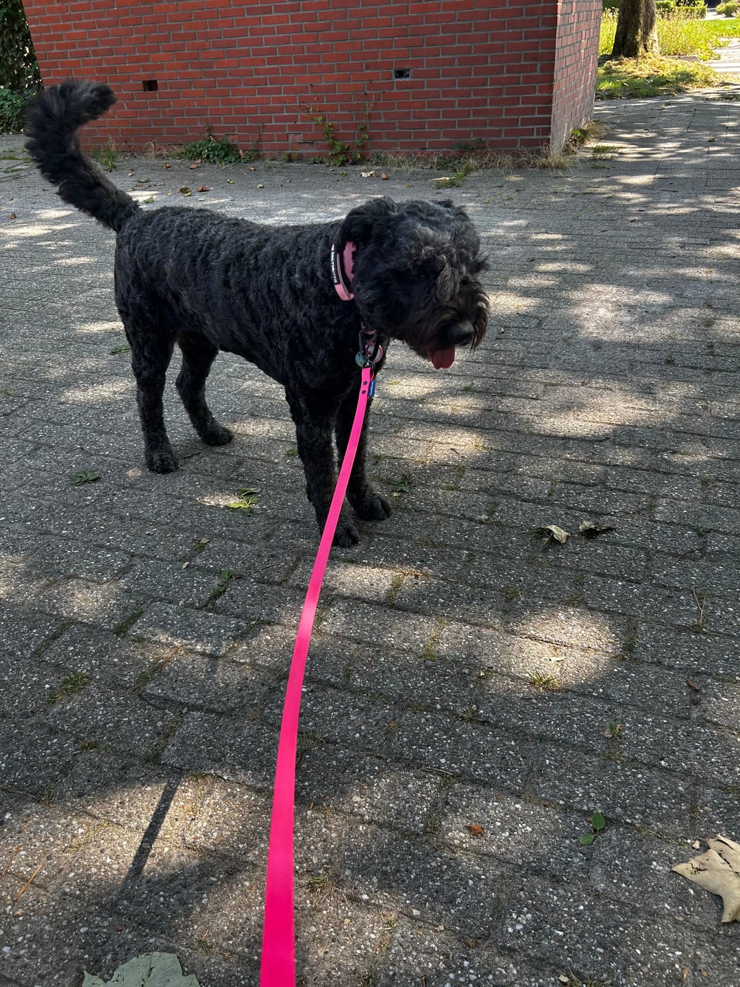 Customer photo review of Grip Dog Longline with Auto-Lock Safety Hook - 3 Metre