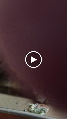 Customer video review of Cereal Milk THCA Flower (Premium)